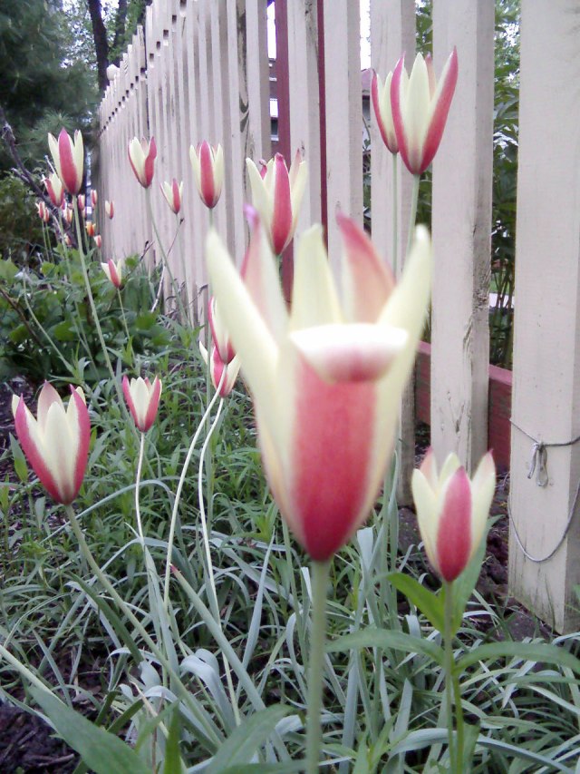 Michelle-Kogan-Tulips